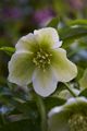 Helleborus niger-3 Ciemiernik